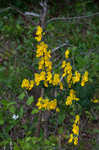 Scotch broom